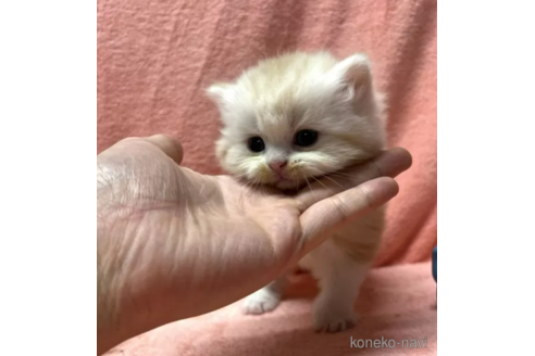 成約済の千葉県のスコティッシュフォールド-108201の2枚目